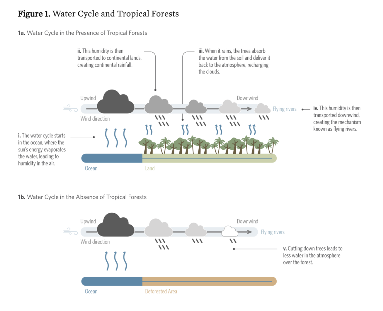 Water cycle and tropical forests