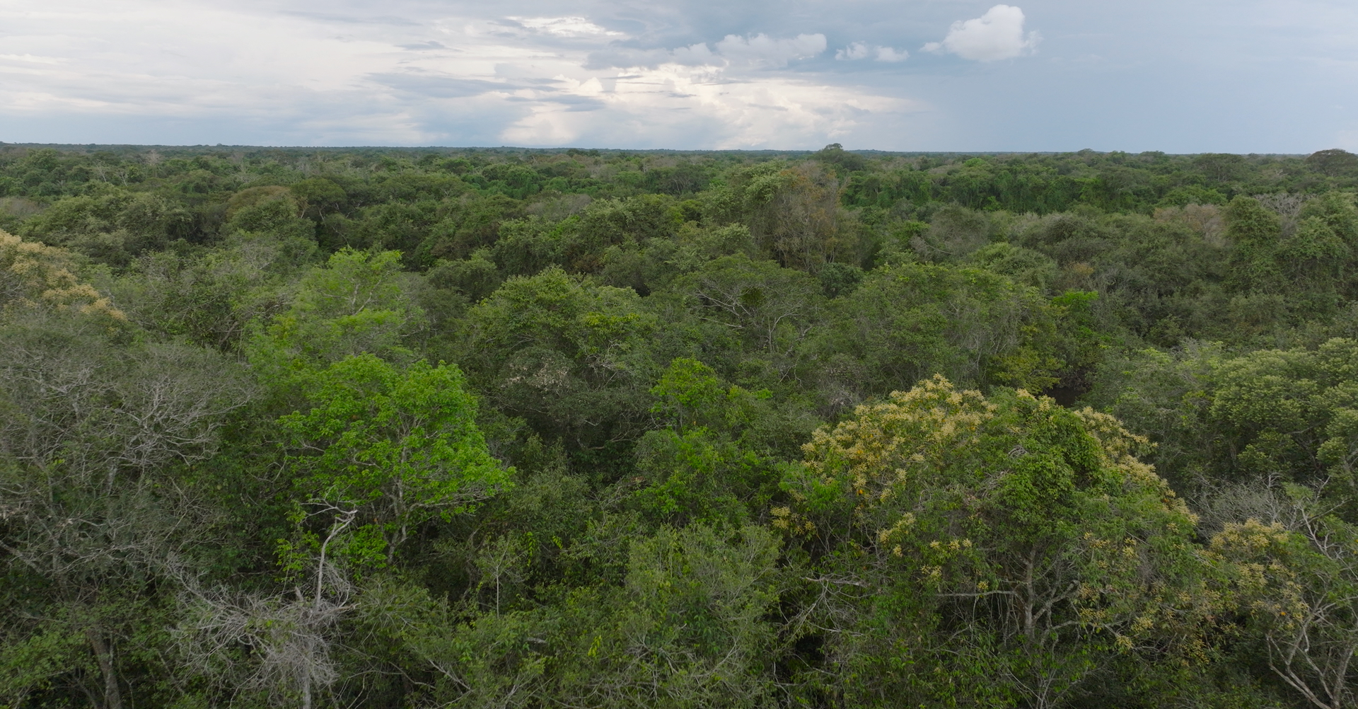 Amazon rainforest